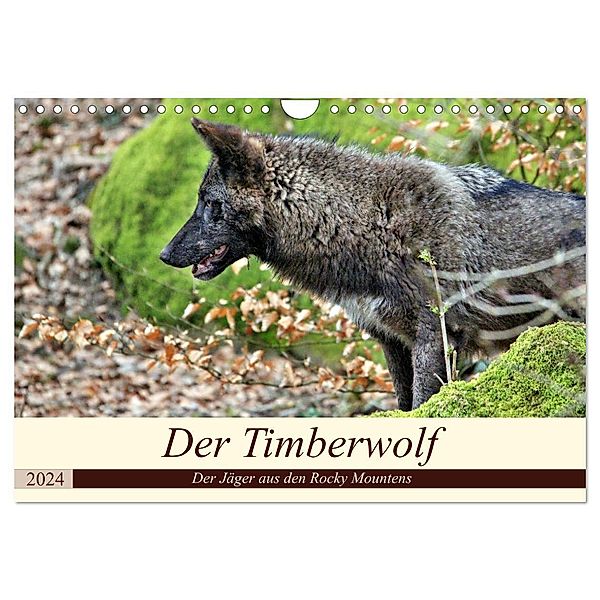 Der Timberwolf - Der Jäger aus den Rocky Mountains (Wandkalender 2024 DIN A4 quer), CALVENDO Monatskalender, Arno Klatt