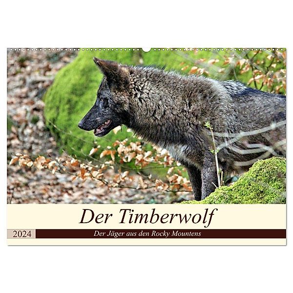 Der Timberwolf - Der Jäger aus den Rocky Mountains (Wandkalender 2024 DIN A2 quer), CALVENDO Monatskalender, Arno Klatt