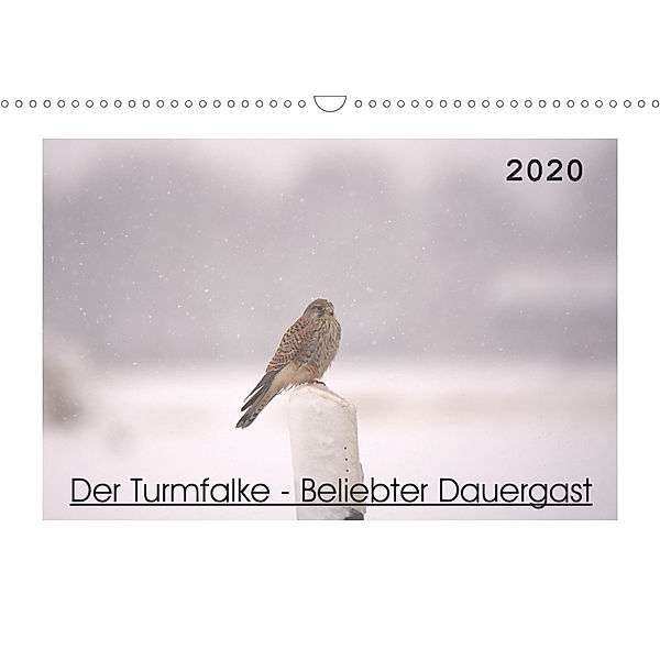 Der Turmfalke - Beliebter Dauergast (Wandkalender 2020 DIN A3 quer), Kevin Andreas Lederle