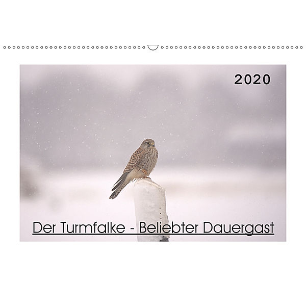 Der Turmfalke - Beliebter Dauergast (Wandkalender 2020 DIN A2 quer), Kevin Andreas Lederle