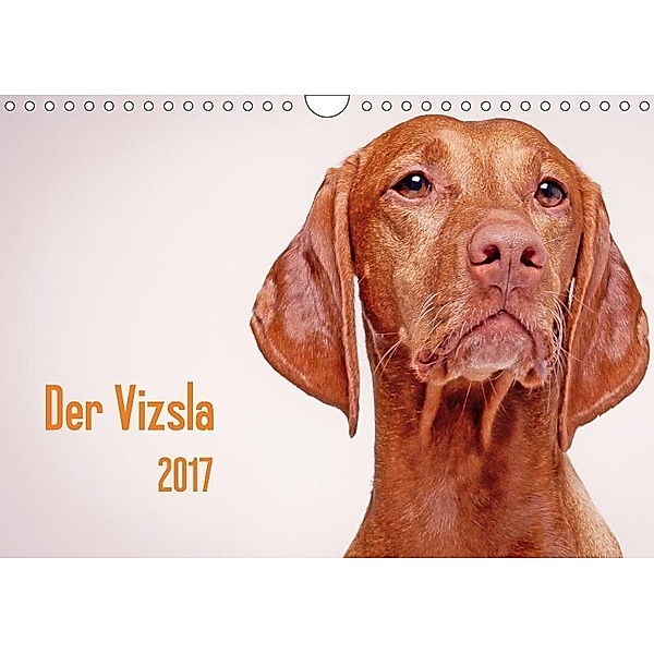 Der Vizsla 2017 (Wandkalender 2017 DIN A4 quer), Susanne Stark
