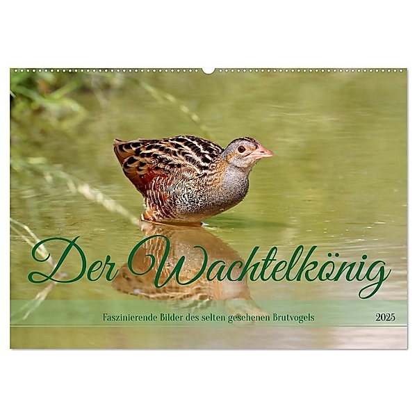 Der Wachtelkönig (Wandkalender 2025 DIN A2 quer), CALVENDO Monatskalender, Calvendo, Leo Bucher