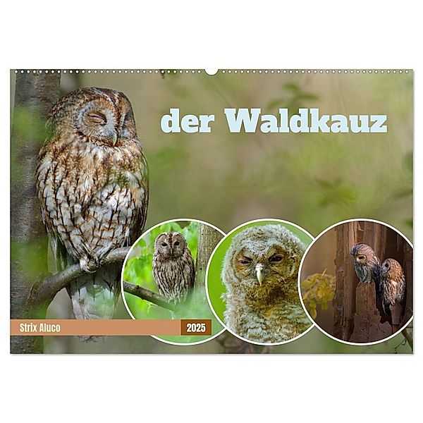 der Waldkauz - Strix Aluco (Wandkalender 2025 DIN A2 quer), CALVENDO Monatskalender, Calvendo, Andreas Freund