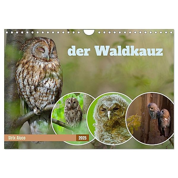 der Waldkauz - Strix Aluco (Wandkalender 2025 DIN A4 quer), CALVENDO Monatskalender, Calvendo, Andreas Freund
