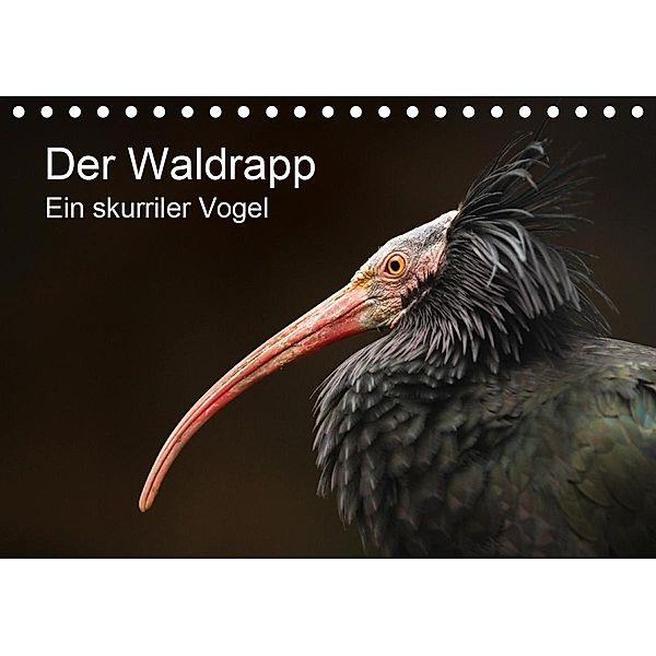 Der Waldrapp - Ein skurriler Vogel (Tischkalender 2021 DIN A5 quer), Cloudtail the Snow Leopard