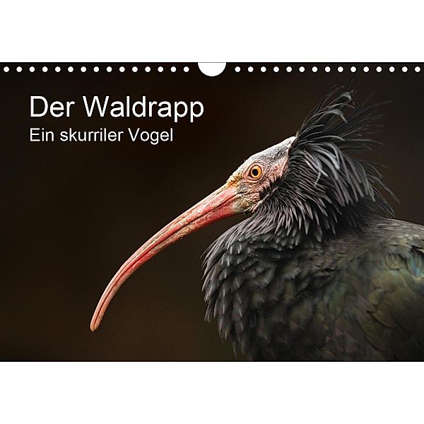 Der Waldrapp - Ein skurriler Vogel (Wandkalender 2021 DIN A4 quer), Cloudtail the Snow Leopard