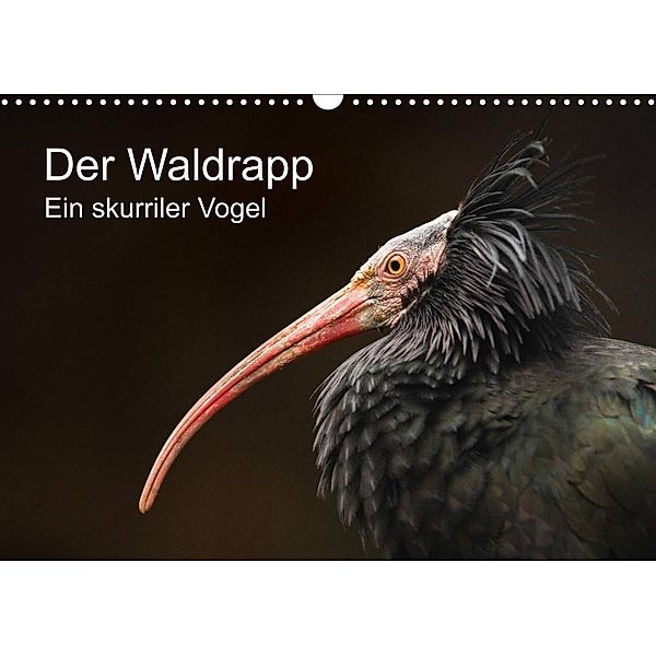 Der Waldrapp - Ein skurriler Vogel (Wandkalender 2023 DIN A3 quer), Cloudtail the Snow Leopard