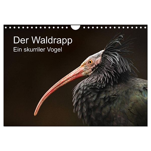 Der Waldrapp - Ein skurriler Vogel (Wandkalender 2024 DIN A4 quer), CALVENDO Monatskalender, Cloudtail the Snow Leopard