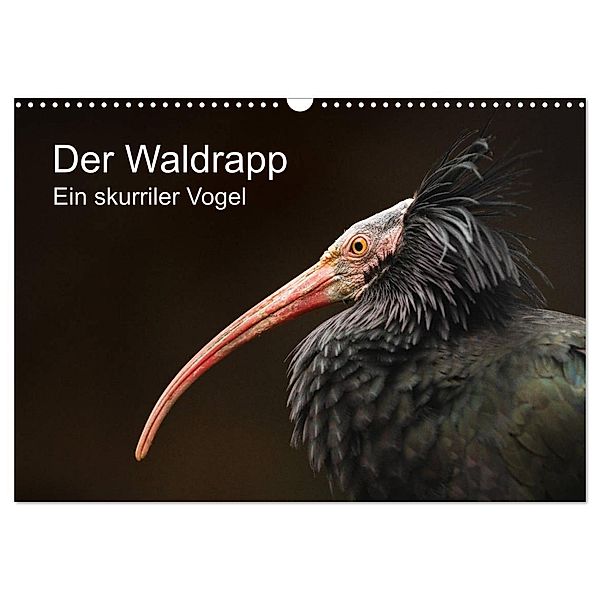Der Waldrapp - Ein skurriler Vogel (Wandkalender 2025 DIN A3 quer), CALVENDO Monatskalender, Calvendo, Cloudtail the Snow Leopard