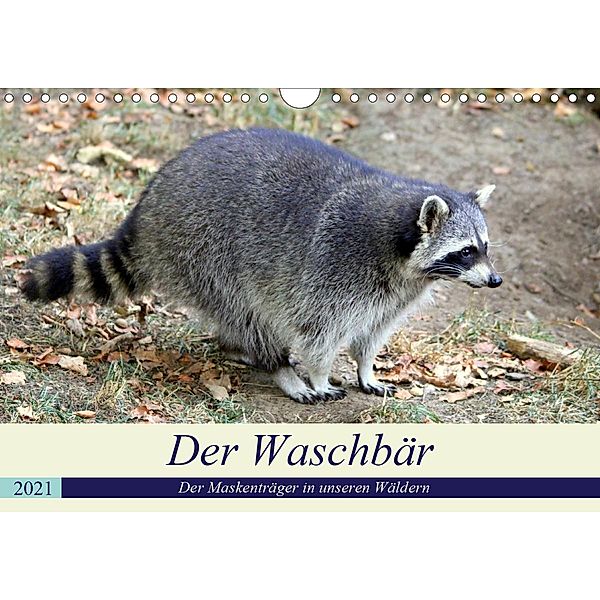 Der Waschbär - Der Maskenträger in unseren Wäldern (Wandkalender 2021 DIN A4 quer), Arno Klatt