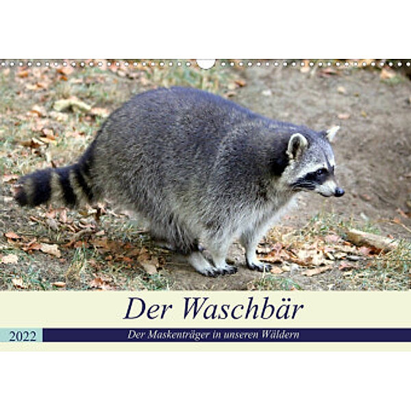 Der Waschbär - Der Maskenträger in unseren Wäldern (Wandkalender 2022 DIN A3 quer), Arno Klatt