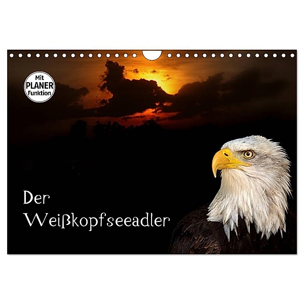 Der Weisskopfseeadler (Wandkalender 2024 DIN A4 quer), CALVENDO Monatskalender, Arno Klatt