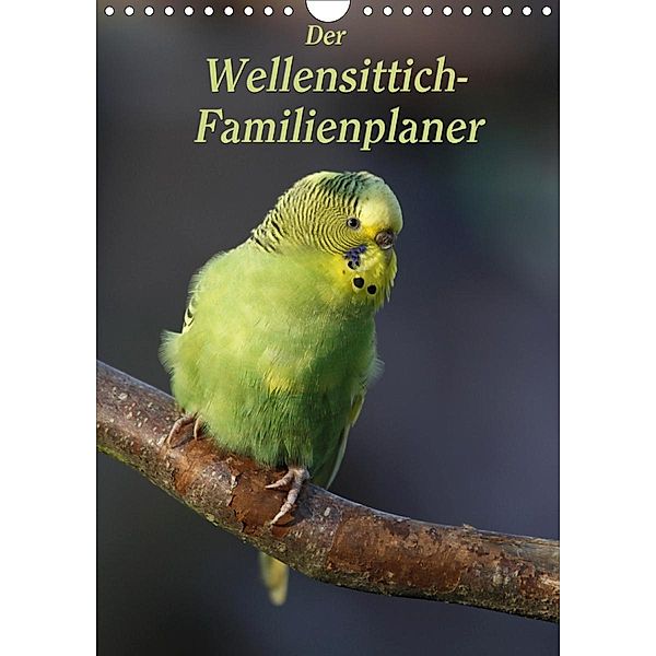 Der Wellensittich-Familienplaner (Wandkalender 2020 DIN A4 hoch), Antje Lindert-Rottke