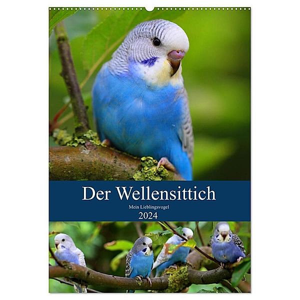 Der Wellensittich - Mein Lieblingsvogel (Wandkalender 2024 DIN A2 hoch), CALVENDO Monatskalender, Björn Bergmann