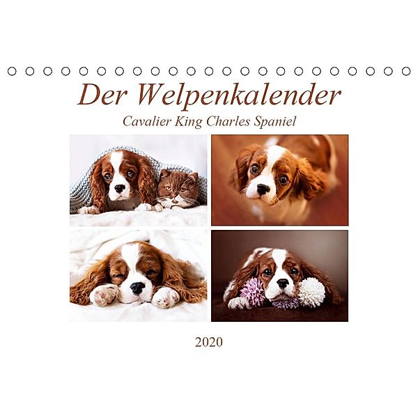 Der Welpenkalender - Cavalier King Charles Spaniel (Tischkalender 2020 DIN A5 quer), Janina Bürger