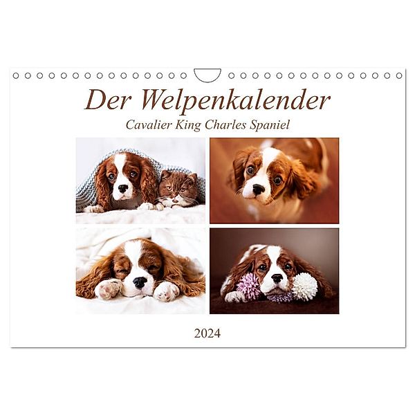 Der Welpenkalender - Cavalier King Charles Spaniel (Wandkalender 2024 DIN A4 quer), CALVENDO Monatskalender, Janina Bürger