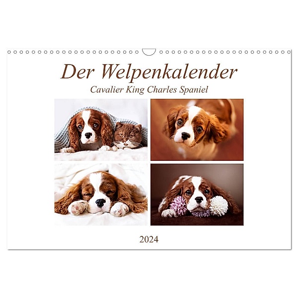 Der Welpenkalender - Cavalier King Charles Spaniel (Wandkalender 2024 DIN A3 quer), CALVENDO Monatskalender, Janina Bürger