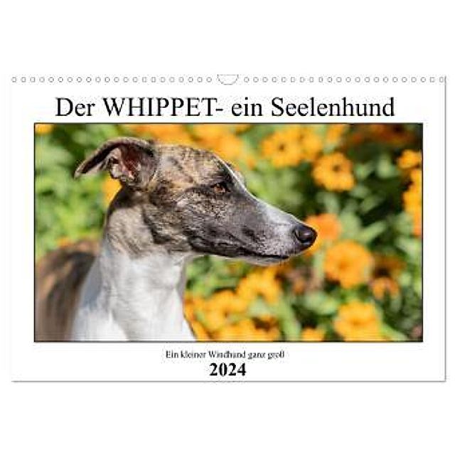Der Whippet - ein Seelenhund Wandkalender 2024 DIN A3 quer, CALVENDO  Monatskalender - Kalender bestellen