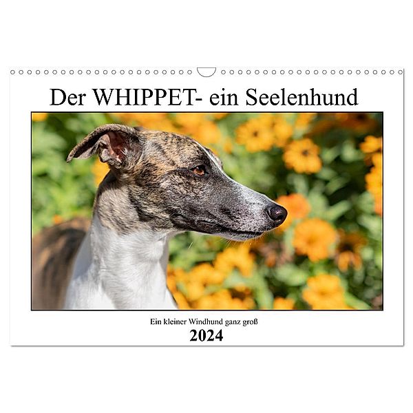 Der Whippet - ein Seelenhund (Wandkalender 2024 DIN A3 quer), CALVENDO Monatskalender, Petra Hofmann