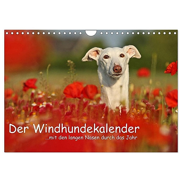 Der Windhundekalender (Wandkalender 2024 DIN A4 quer), CALVENDO Monatskalender, Kathrin Köntopp