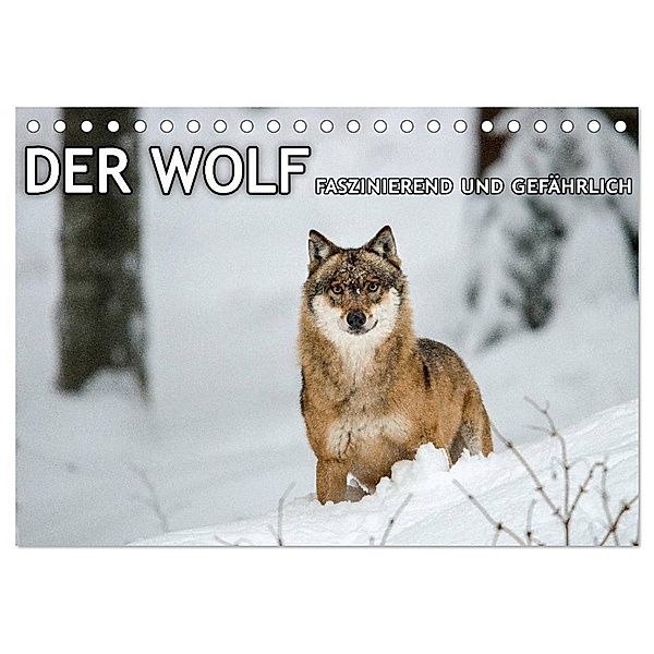 DER WOLF - faszinierend und gefährlich (Tischkalender 2024 DIN A5 quer), CALVENDO Monatskalender, Christian Haidl