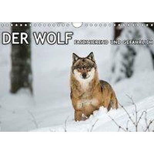 DER WOLF - faszinierend und gefährlich (Wandkalender 2017 DIN A4 quer), Christian Haidl