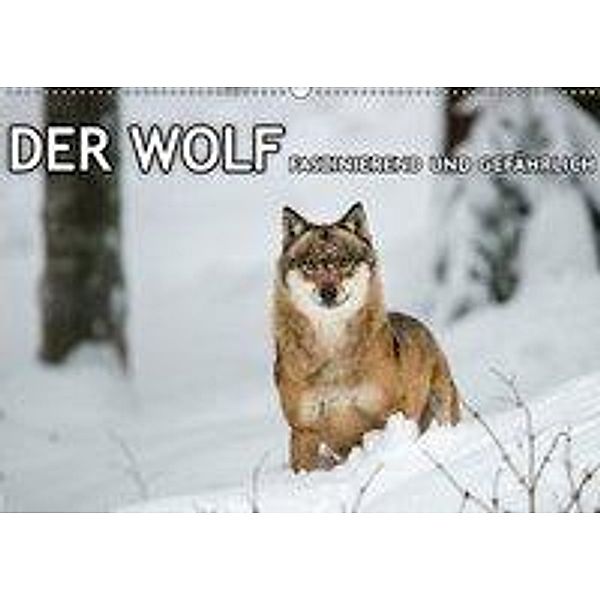 DER WOLF - faszinierend und gefährlich (Wandkalender 2017 DIN A2 quer), Christian Haidl