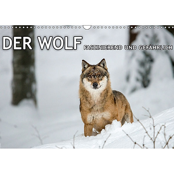 DER WOLF - faszinierend und gefährlich (Wandkalender 2019 DIN A3 quer), Christian Haidl