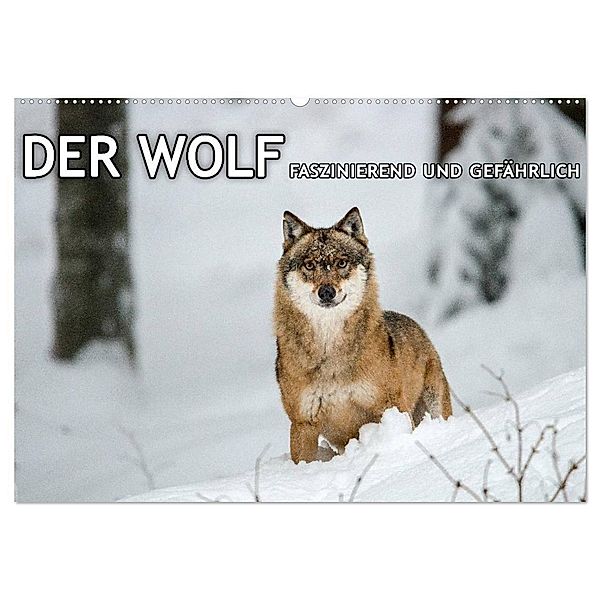 DER WOLF - faszinierend und gefährlich (Wandkalender 2024 DIN A2 quer), CALVENDO Monatskalender, Christian Haidl