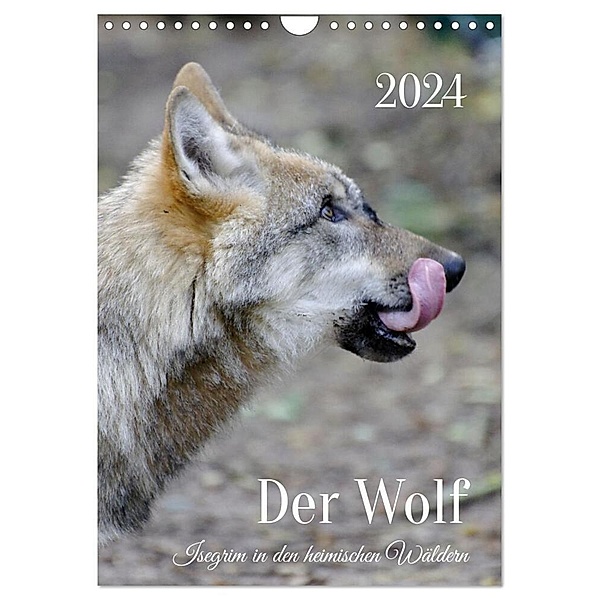 Der Wolf - Isegrim in den heimischen Wäldern - Kalender 2024 (Wandkalender 2024 DIN A4 hoch), CALVENDO Monatskalender, Angela Rohde