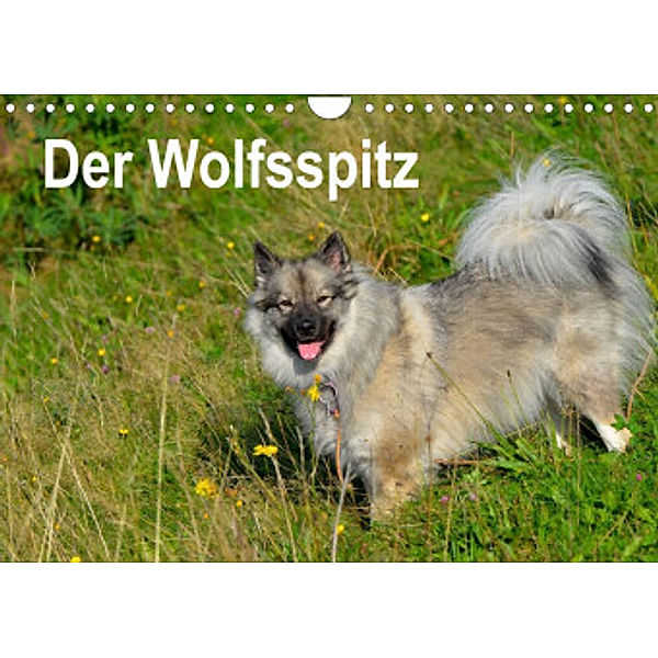Der Wolfsspitz (Wandkalender 2022 DIN A4 quer), S. Werner-Ney