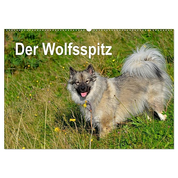 Der Wolfsspitz (Wandkalender 2024 DIN A2 quer), CALVENDO Monatskalender, S. Werner-Ney