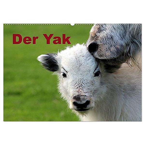 Der Yak (Wandkalender 2024 DIN A2 quer), CALVENDO Monatskalender, Bernd Witkowski