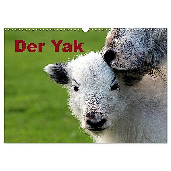 Der Yak (Wandkalender 2024 DIN A3 quer), CALVENDO Monatskalender, Bernd Witkowski