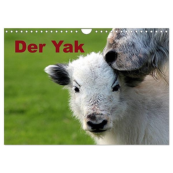 Der Yak (Wandkalender 2024 DIN A4 quer), CALVENDO Monatskalender, Bernd Witkowski