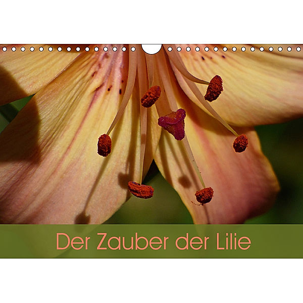 Der Zauber der Lilie (Wandkalender 2019 DIN A4 quer), Beate Vogl