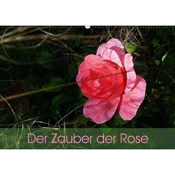 Der Zauber der Rose (Wandkalender 2016 DIN A2 quer), Beate Vogl