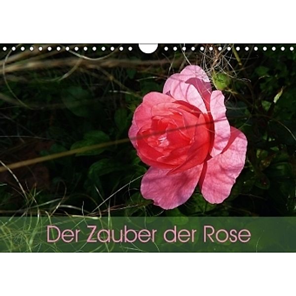 Der Zauber der Rose (Wandkalender 2016 DIN A4 quer), Beate Vogl