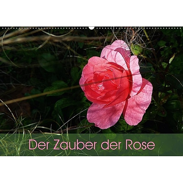 Der Zauber der Rose (Wandkalender 2017 DIN A2 quer), Beate Vogl