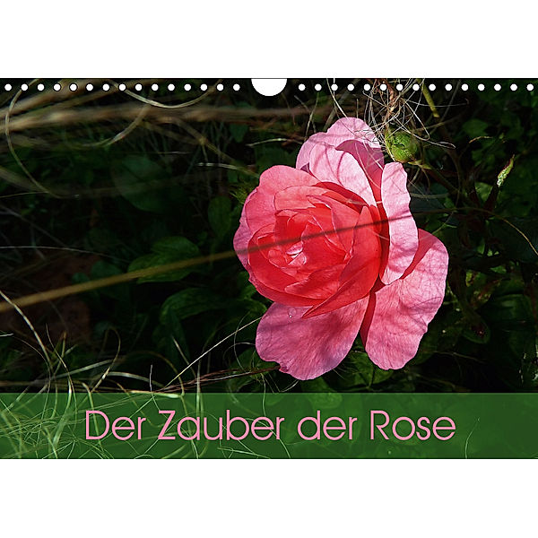 Der Zauber der Rose (Wandkalender 2019 DIN A4 quer), Beate Vogl
