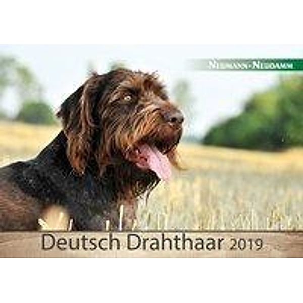 Deutsch Drahthaar 2019