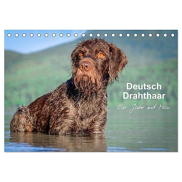 Deutsch Drahthaar - Ein Jahr mit Max (Tischkalender 2024 DIN A5 quer), CALVENDO Monatskalender, wuffclick-pic