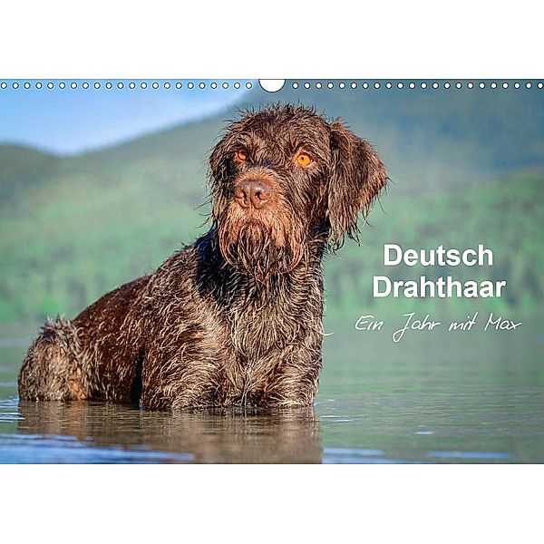Deutsch Drahthaar - Ein Jahr mit Max (Wandkalender 2021 DIN A3 quer), wuffclick-pic