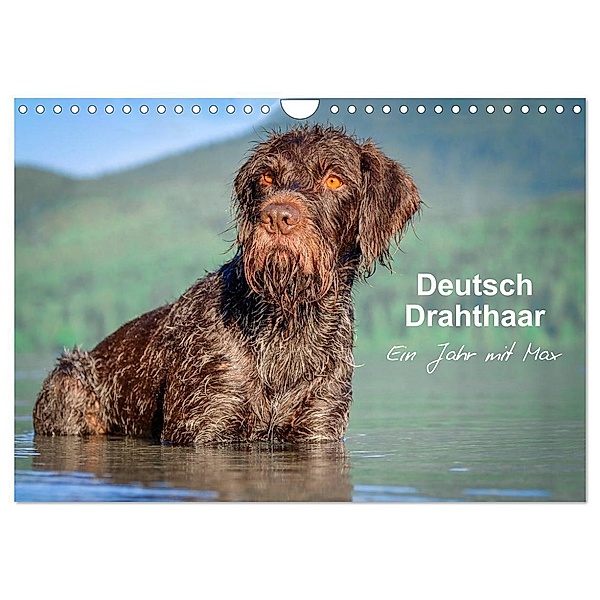 Deutsch Drahthaar - Ein Jahr mit Max (Wandkalender 2024 DIN A4 quer), CALVENDO Monatskalender, wuffclick-pic