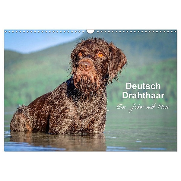 Deutsch Drahthaar - Ein Jahr mit Max (Wandkalender 2024 DIN A3 quer), CALVENDO Monatskalender, wuffclick-pic