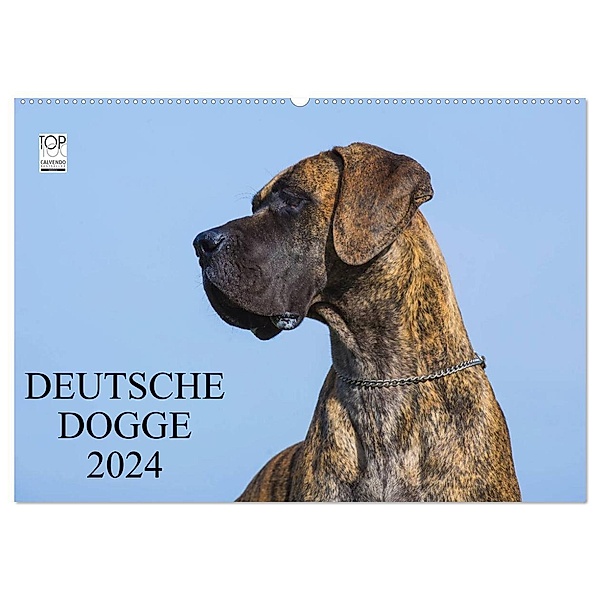 Deutsche Dogge 2024 (Wandkalender 2024 DIN A2 quer), CALVENDO Monatskalender, Sigrid Starick