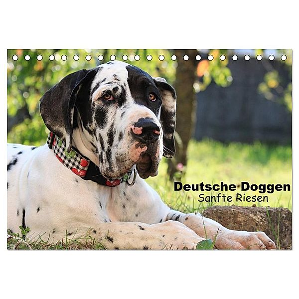 Deutsche Doggen - Sanfte Riesen (Tischkalender 2024 DIN A5 quer), CALVENDO Monatskalender, Marion Reiß - Seibert