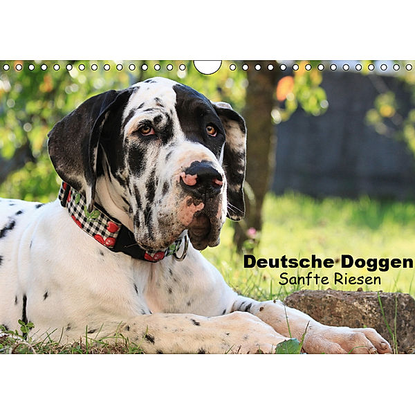 Deutsche Doggen - Sanfte Riesen (Wandkalender 2019 DIN A4 quer), Marion Reiss - Seibert