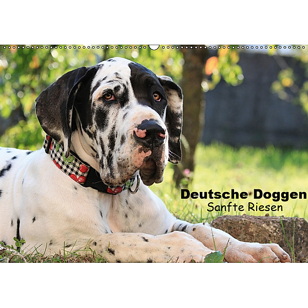 Deutsche Doggen - Sanfte Riesen (Wandkalender 2019 DIN A2 quer), Marion Reiss - Seibert