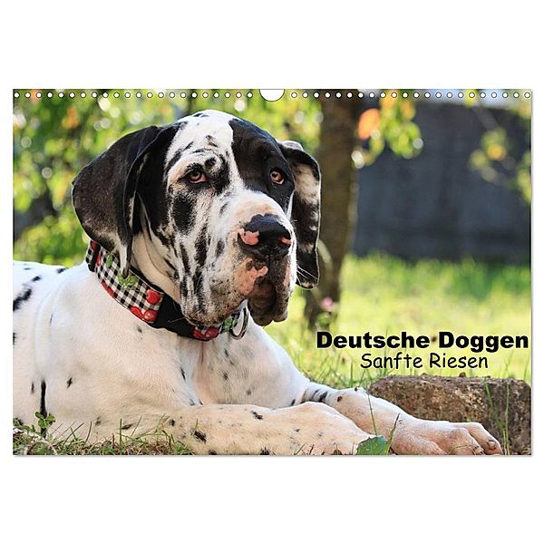 Deutsche Doggen - Sanfte Riesen (Wandkalender 2024 DIN A3 quer), CALVENDO Monatskalender, Marion Reiß - Seibert